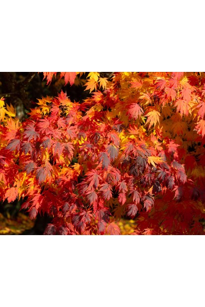 Acer pseudosieboldianum Arctic Jade